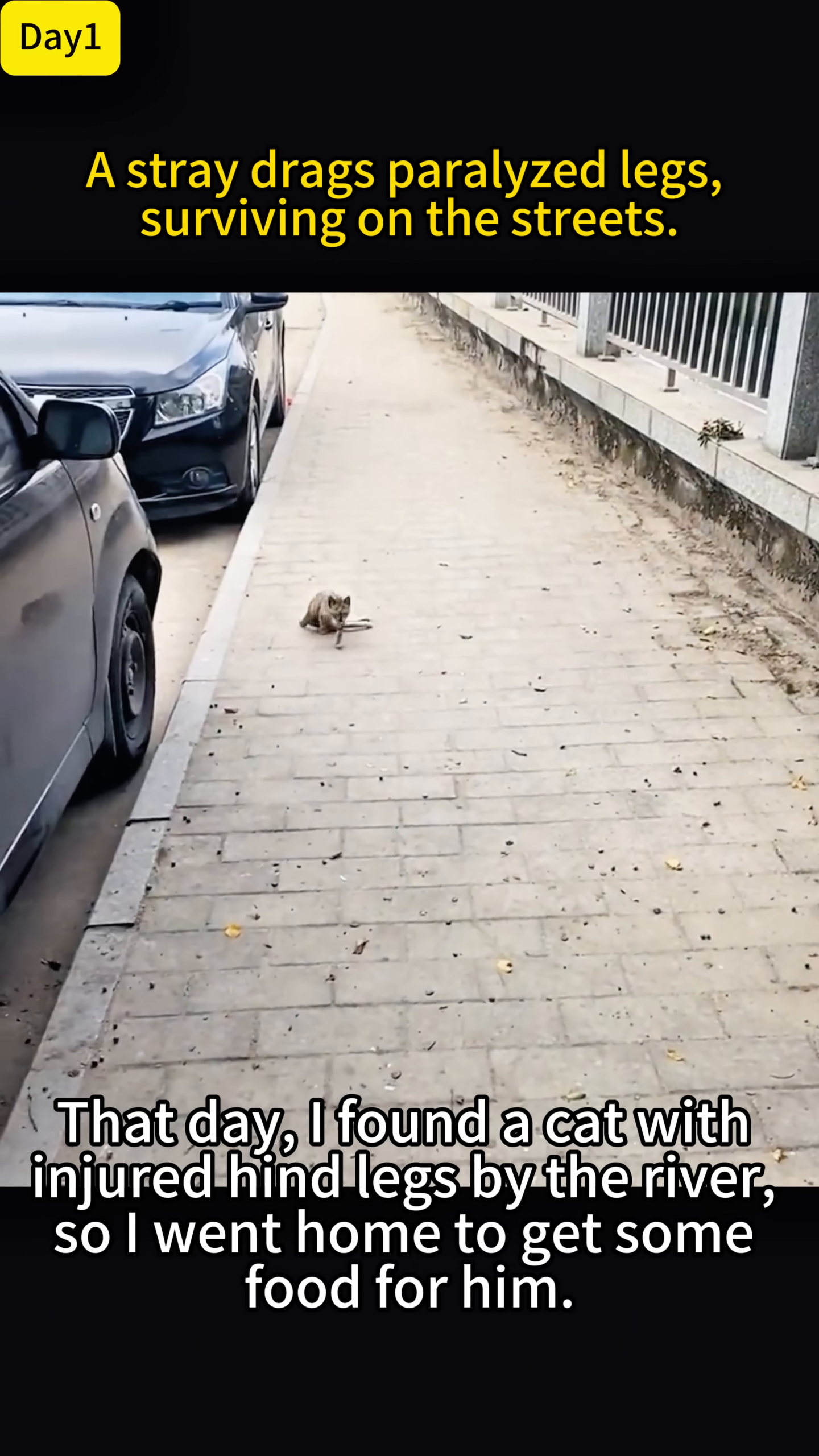 A small, frail cat is seen on a sidewalk, its hind legs appearing unable to support it.
