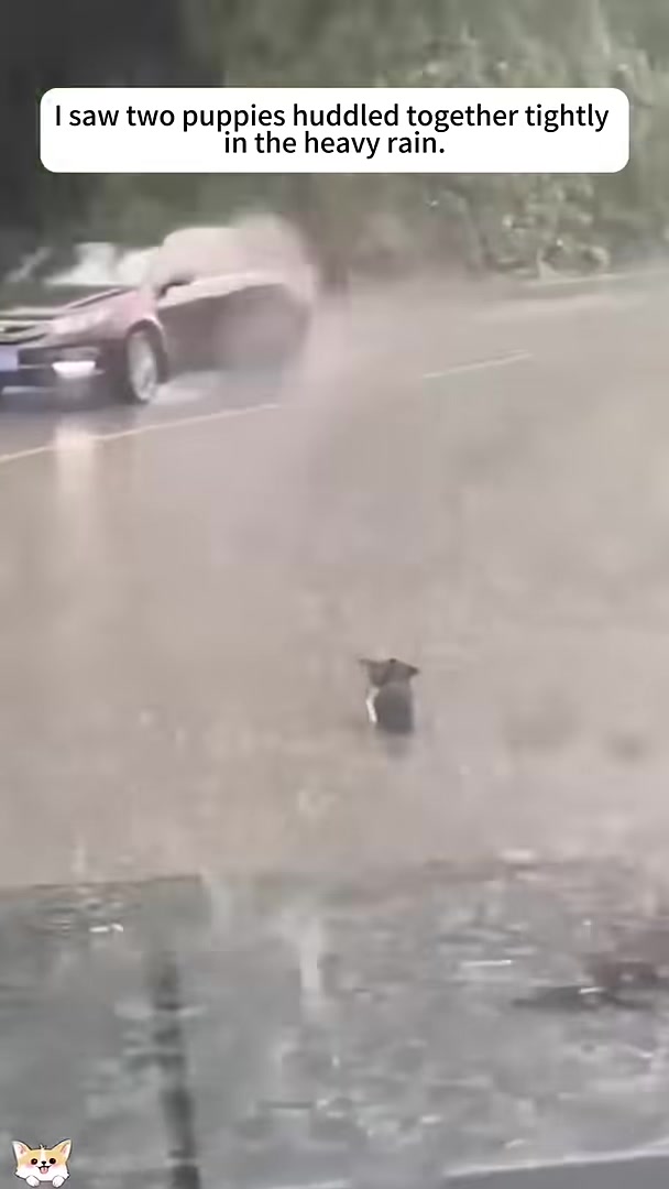 Two small puppies huddled together on a wet road during heavy rain.