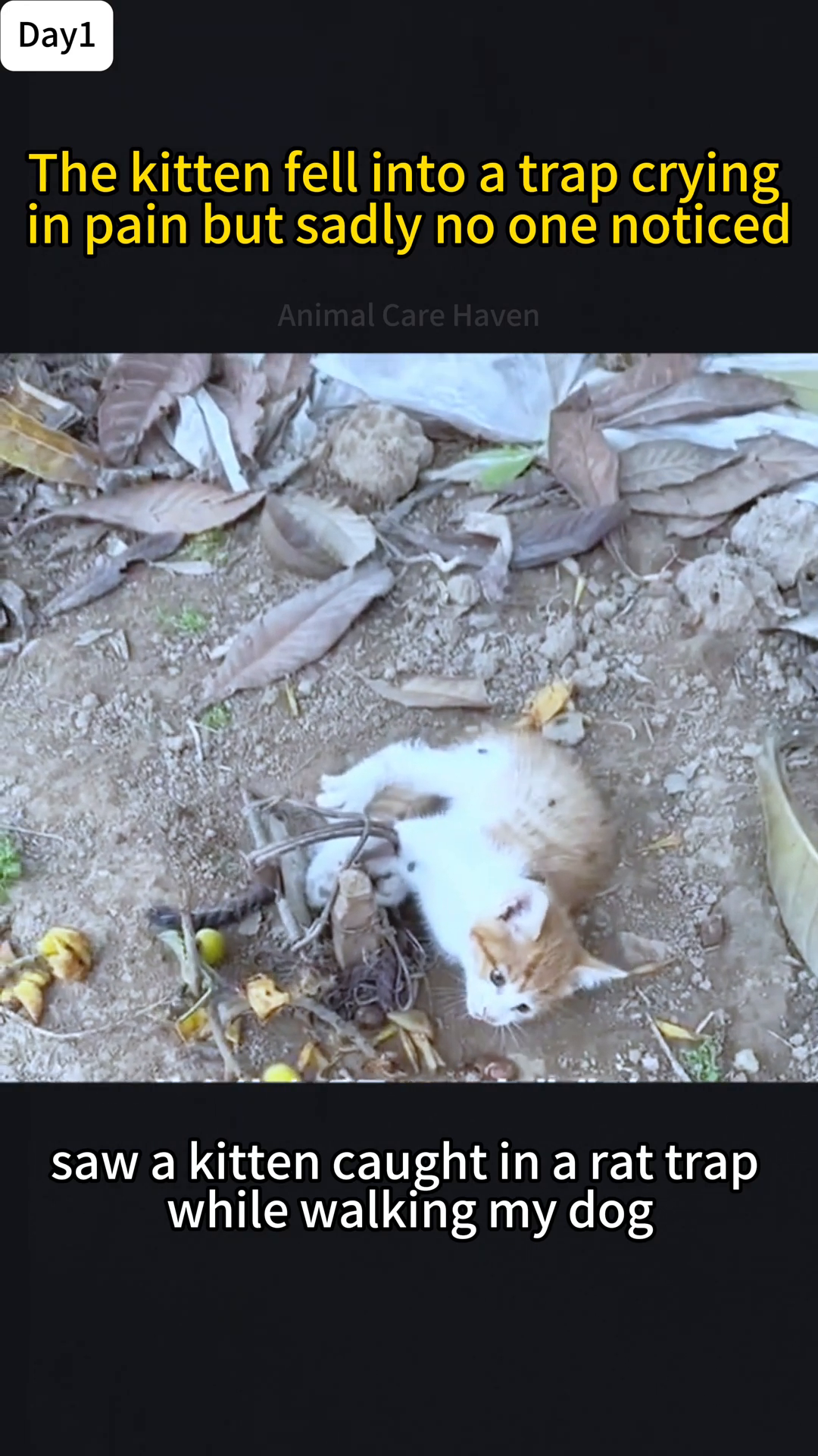 A small, orange and white kitten is trapped in the dirt, its leg caught in a metal trap.