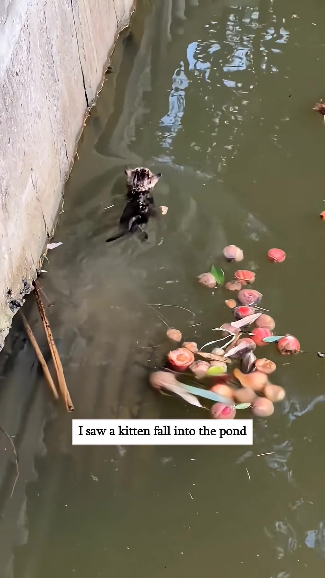 A small, wet kitten struggles to swim in a pond.