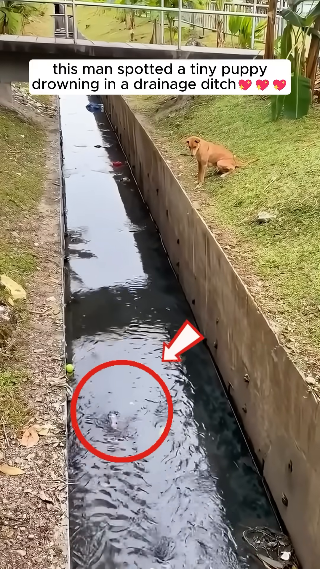 A tiny puppy is struggling in a dark, dirty drainage ditch, with a red circle highlighting its desperate situation.