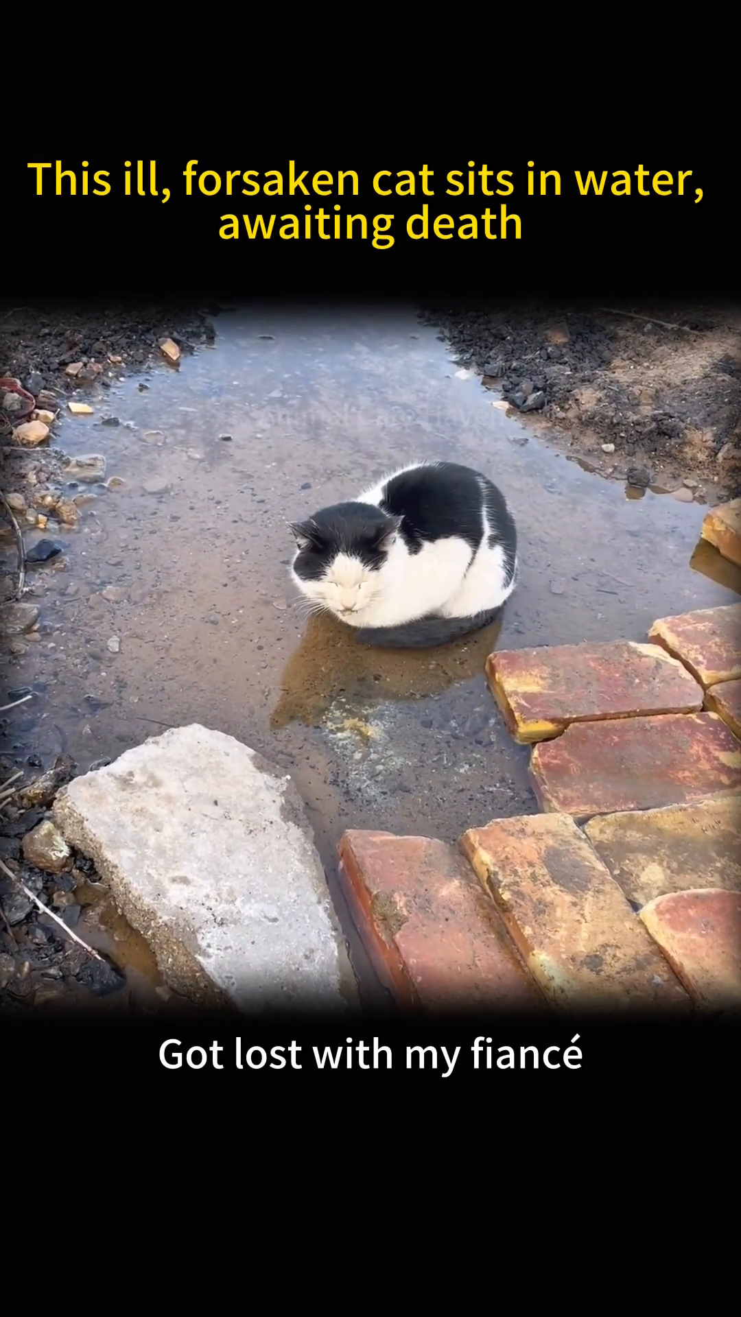 A black and white cat sits curled up in a muddy puddle, looking weak and forlorn.