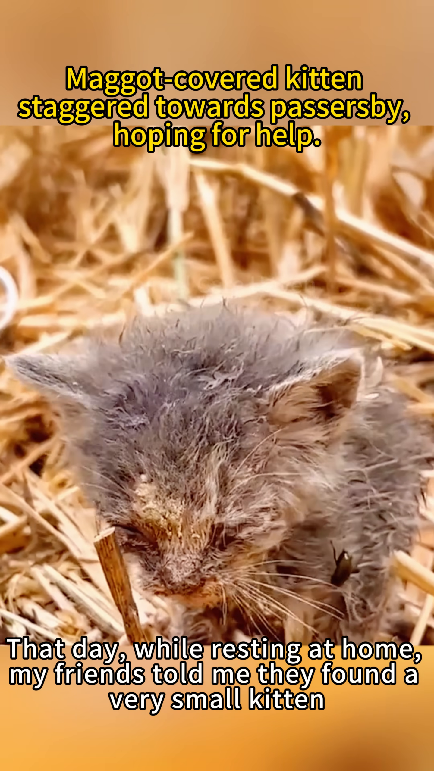 A very young, emaciated kitten with a matted and dirty coat, its eyes barely open.