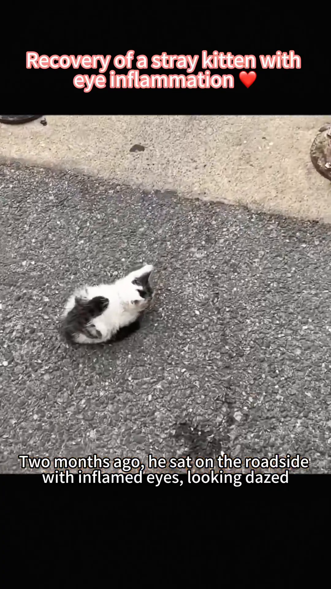 A small, black and white kitten sits on the asphalt roadside, its eyes appearing swollen and inflamed.