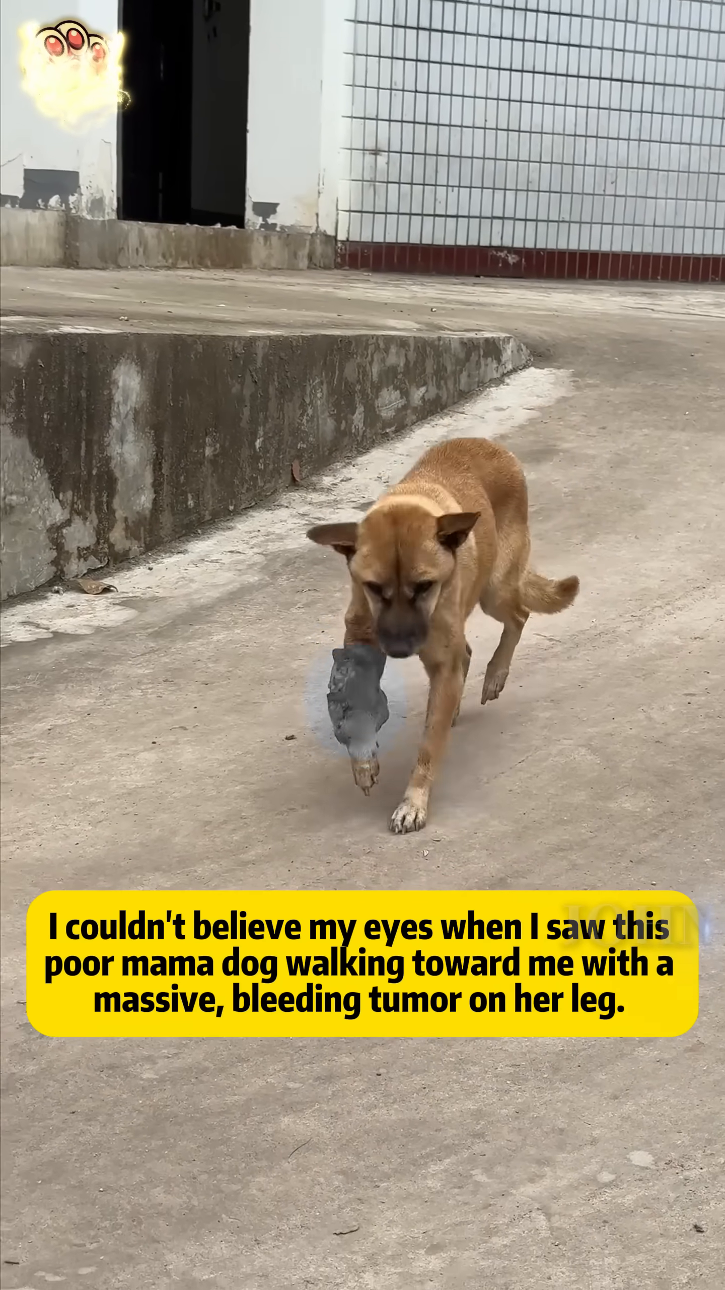 A brown mama dog walks towards the camera, carrying a large, grey mass on her front leg.