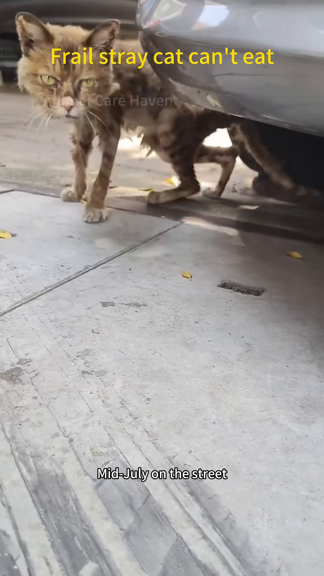A very thin and frail stray cat is seen huddled under a car.