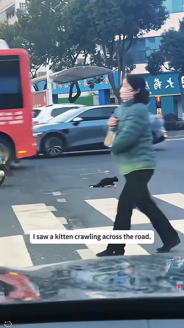 A small black and white kitten is seen crawling across a busy road with traffic around it.