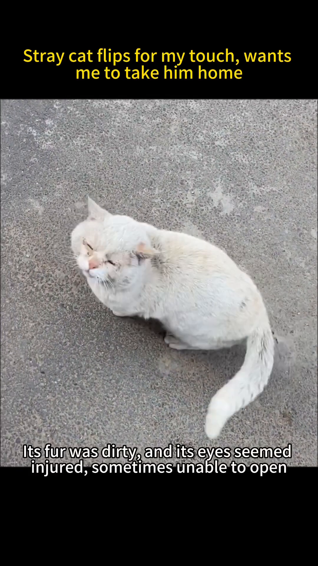 A dirty, injured stray cat with eyes barely open, looking vulnerable.
