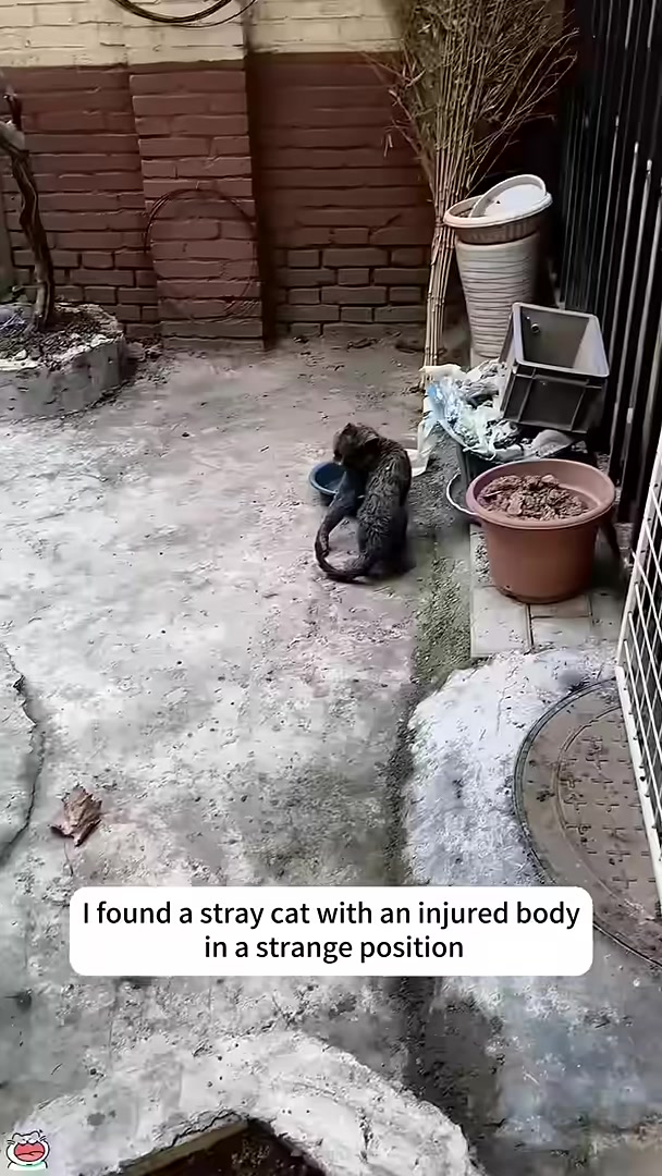 A severely injured stray cat found in a peculiar, hunched position.