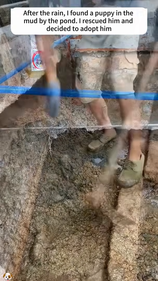 A muddy, helpless puppy is discovered in the muck by a pond after the rain.