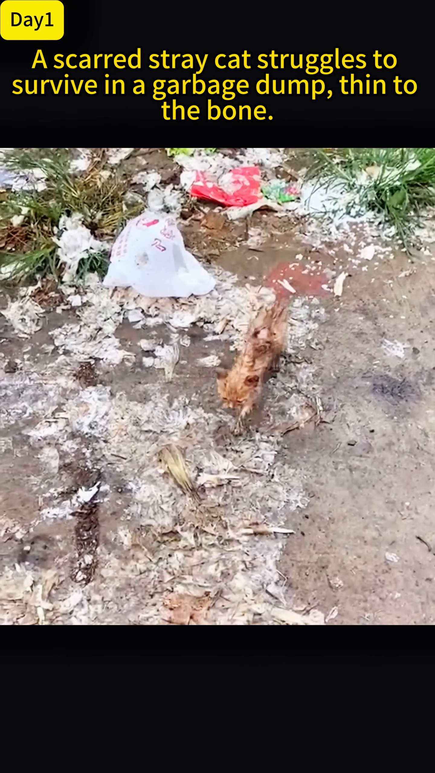A very thin and injured ginger cat is seen lying on the dirty ground in a garbage dump.