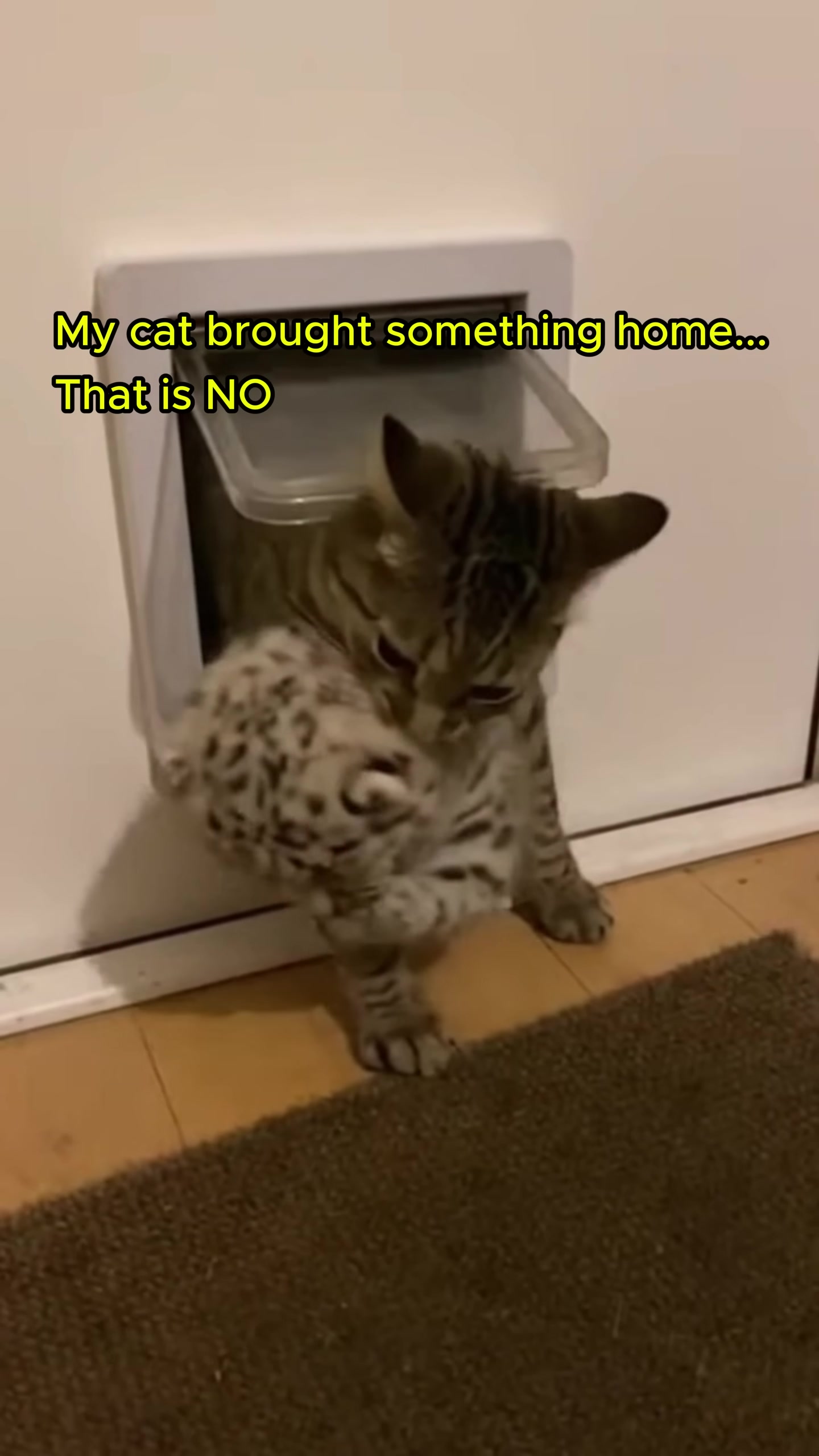 A tabby cat emerges from a pet door, carrying a small, spotted cub.