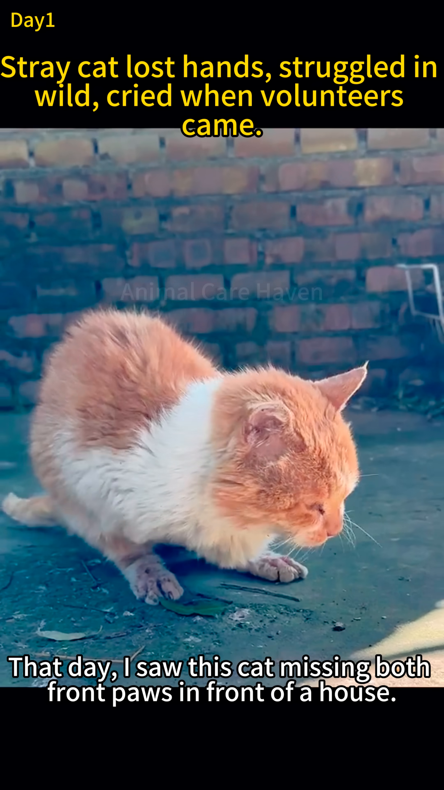 A ginger and white cat sits hunched over, its front paws appearing injured or missing, looking distressed.