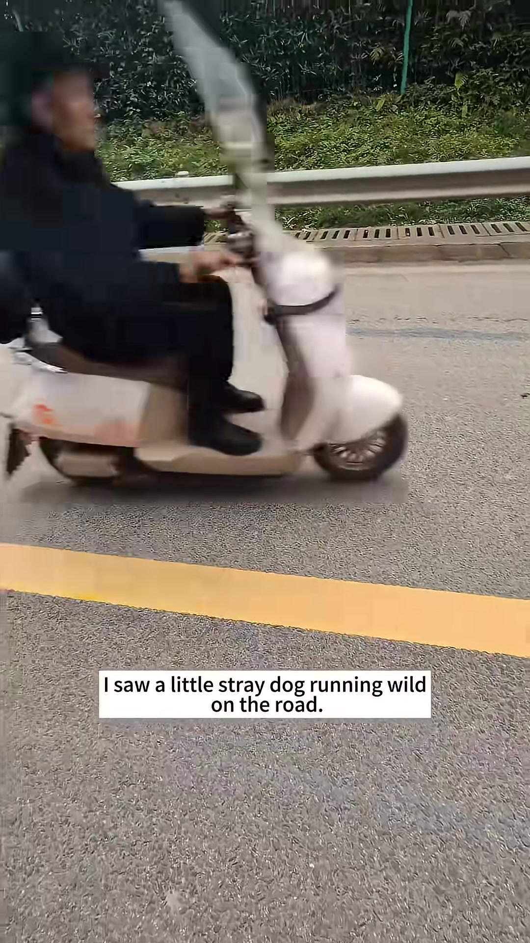 A small, fluffy stray puppy running on the asphalt road.