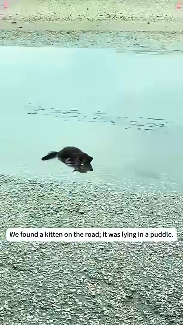 A small black kitten is seen struggling in a large puddle on the side of a road.
