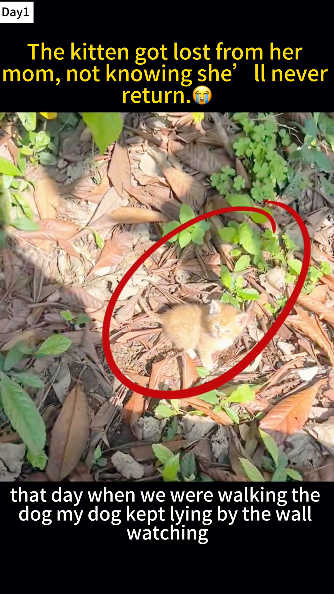 A small, ginger kitten is circled in red, hiding amongst leaves and dirt.