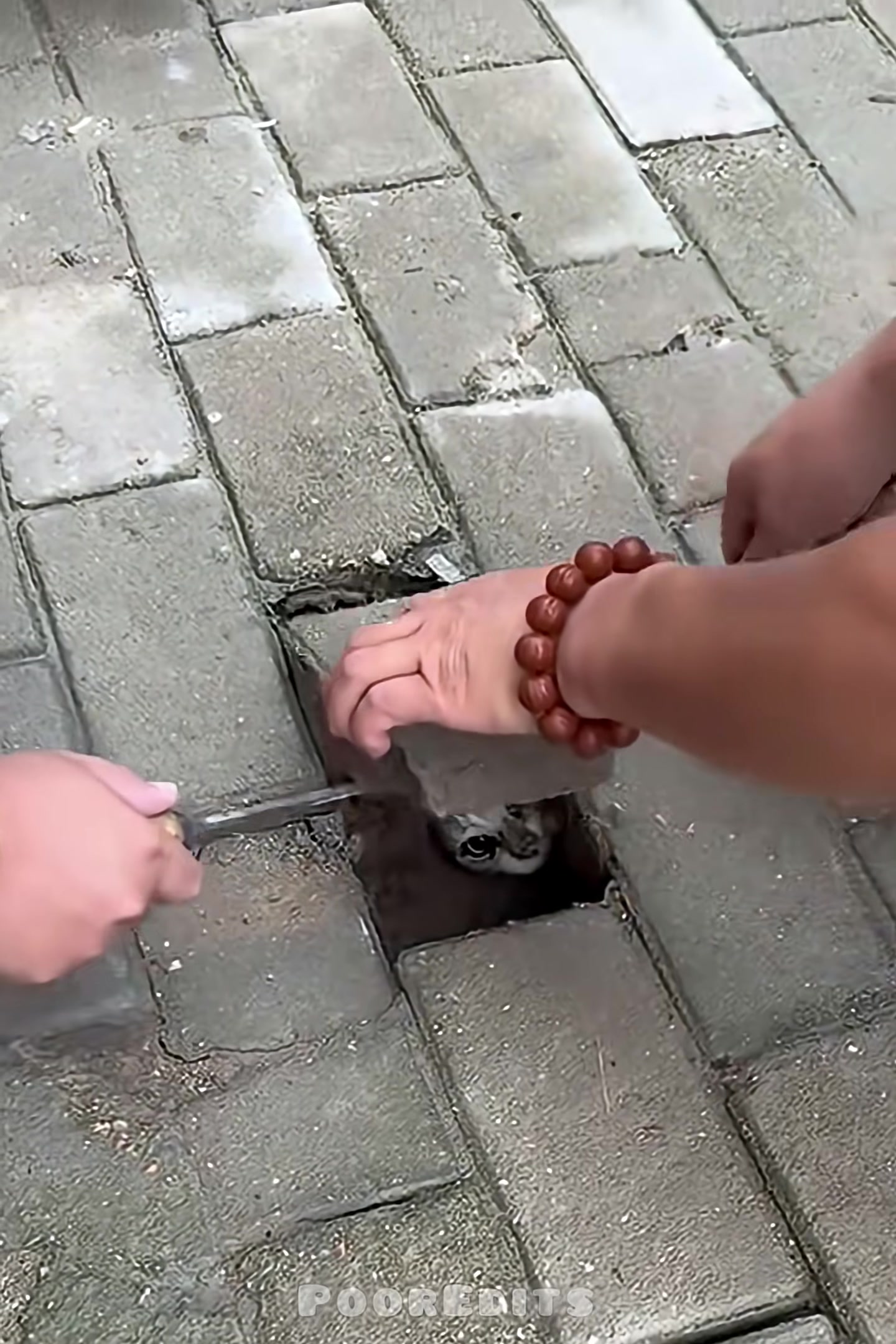 A small, dirty kitten is carefully pulled from a narrow hole in the ground.