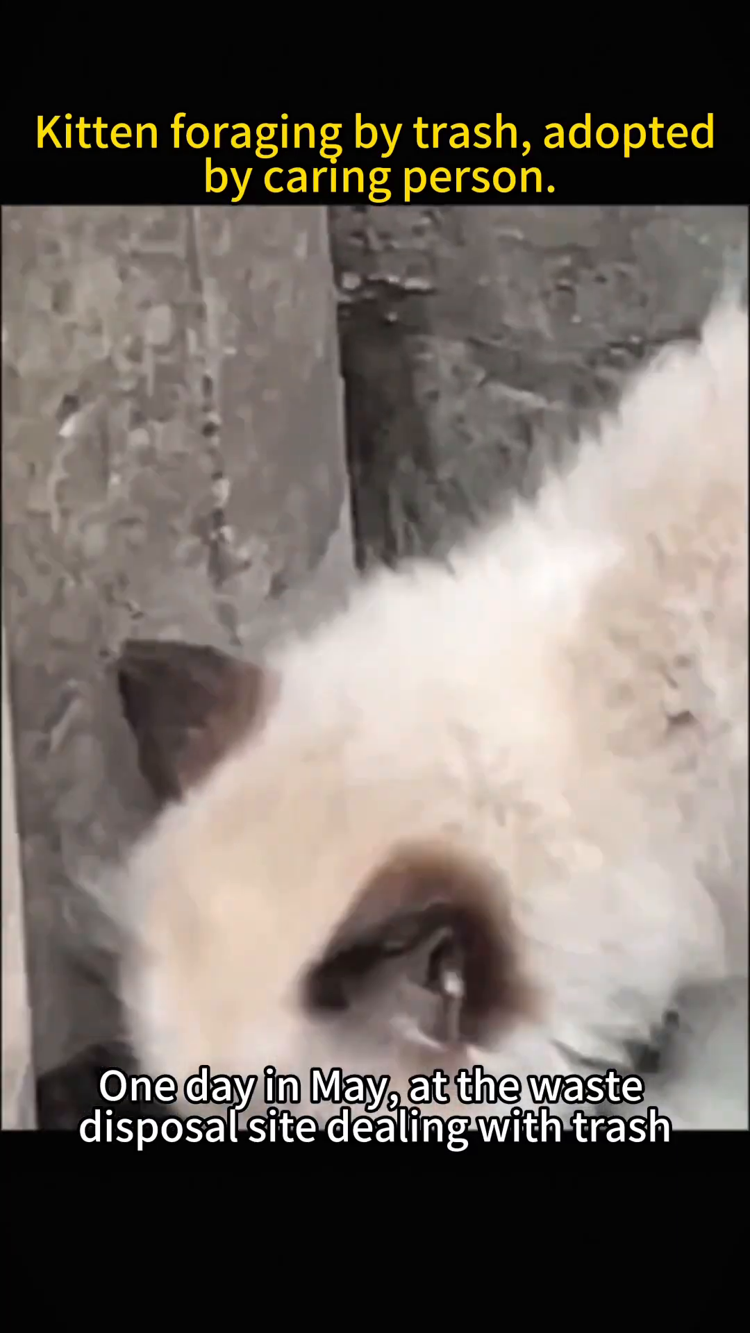 A small, fluffy white kitten with dark markings around its eyes is seen foraging near a concrete pillar and debris.