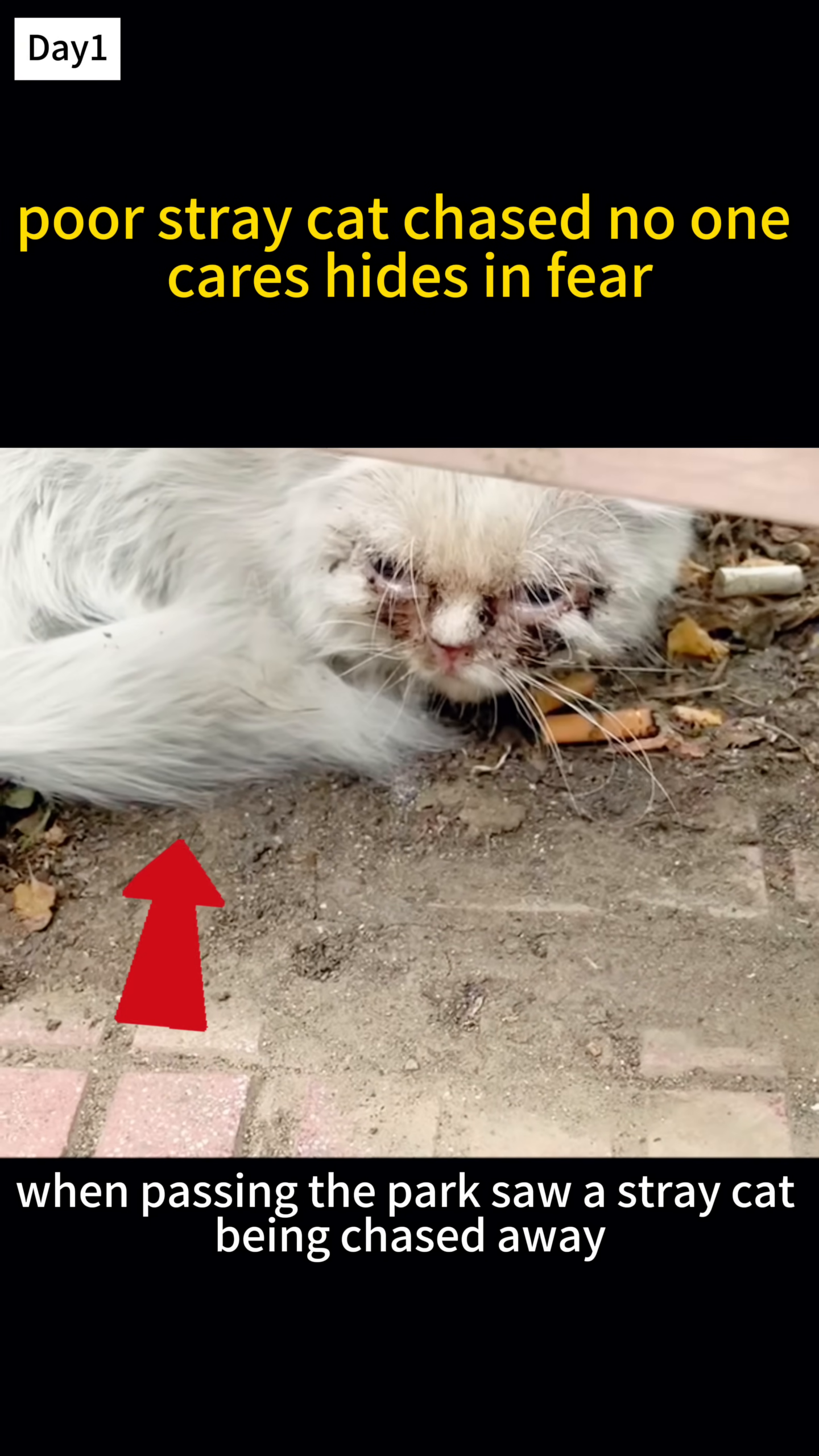 A white stray cat with matted fur and visible eye irritation is hiding under a ledge, looking fearful.