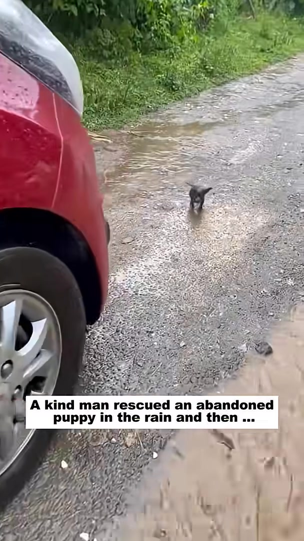 A tiny black puppy stands alone in a muddy puddle on a dirt road during a heavy rain.