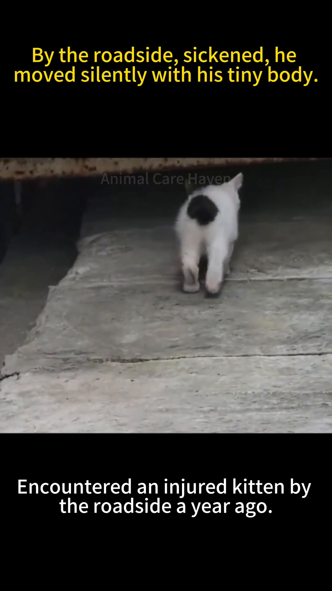 A small, white and black kitten walks away from the camera on a concrete surface.