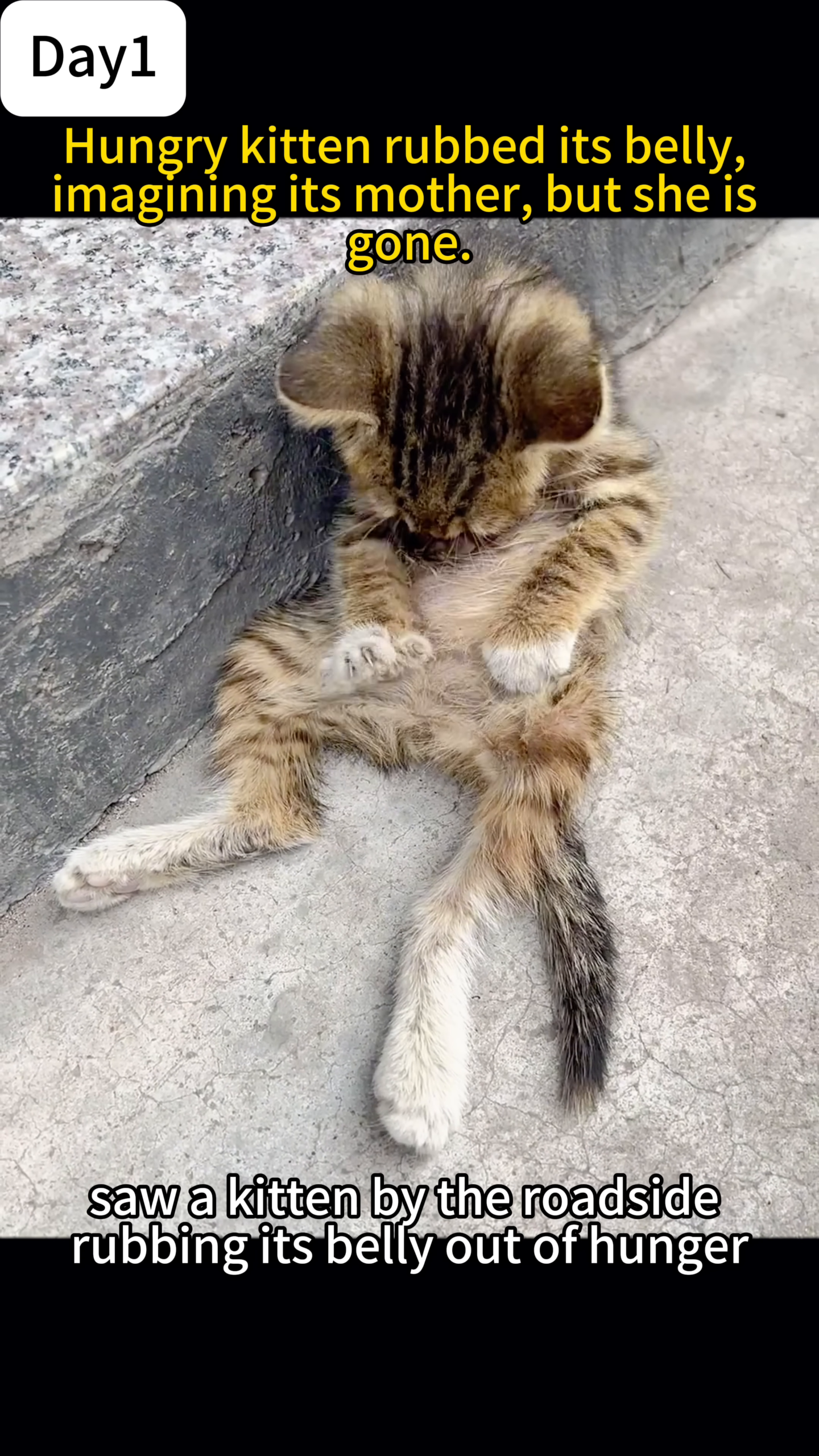 A small, striped kitten is curled up on the ground, rubbing its belly with its paws.