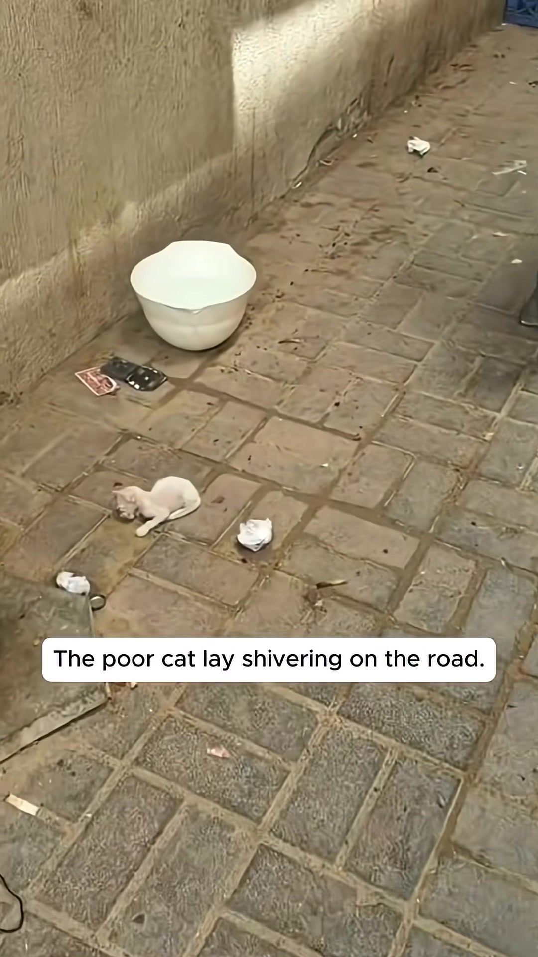 A tiny, pale kitten lies shivering on a paved surface, looking weak and neglected.