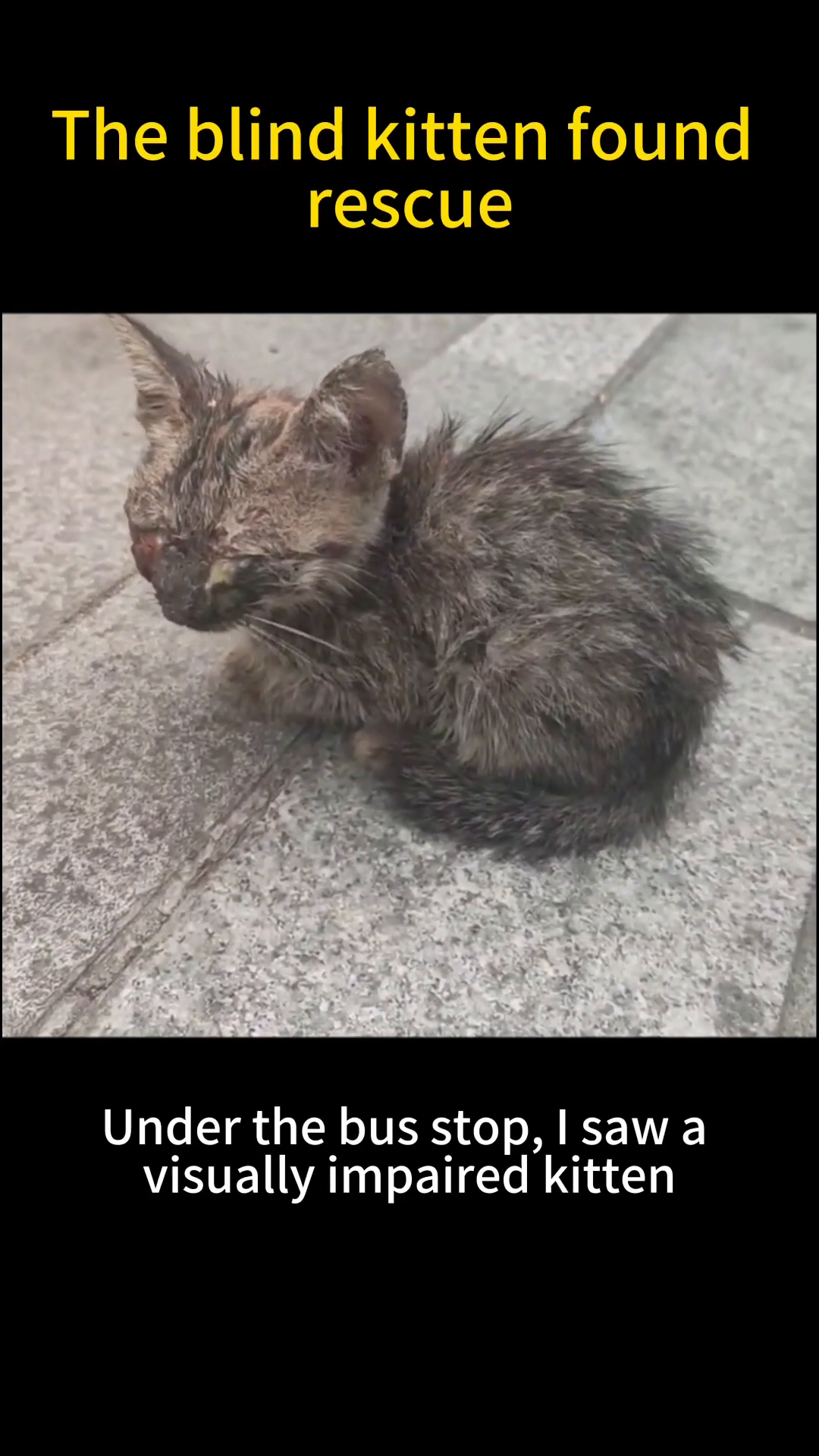 A small, sickly kitten with eyes covered in pus sits on the ground.