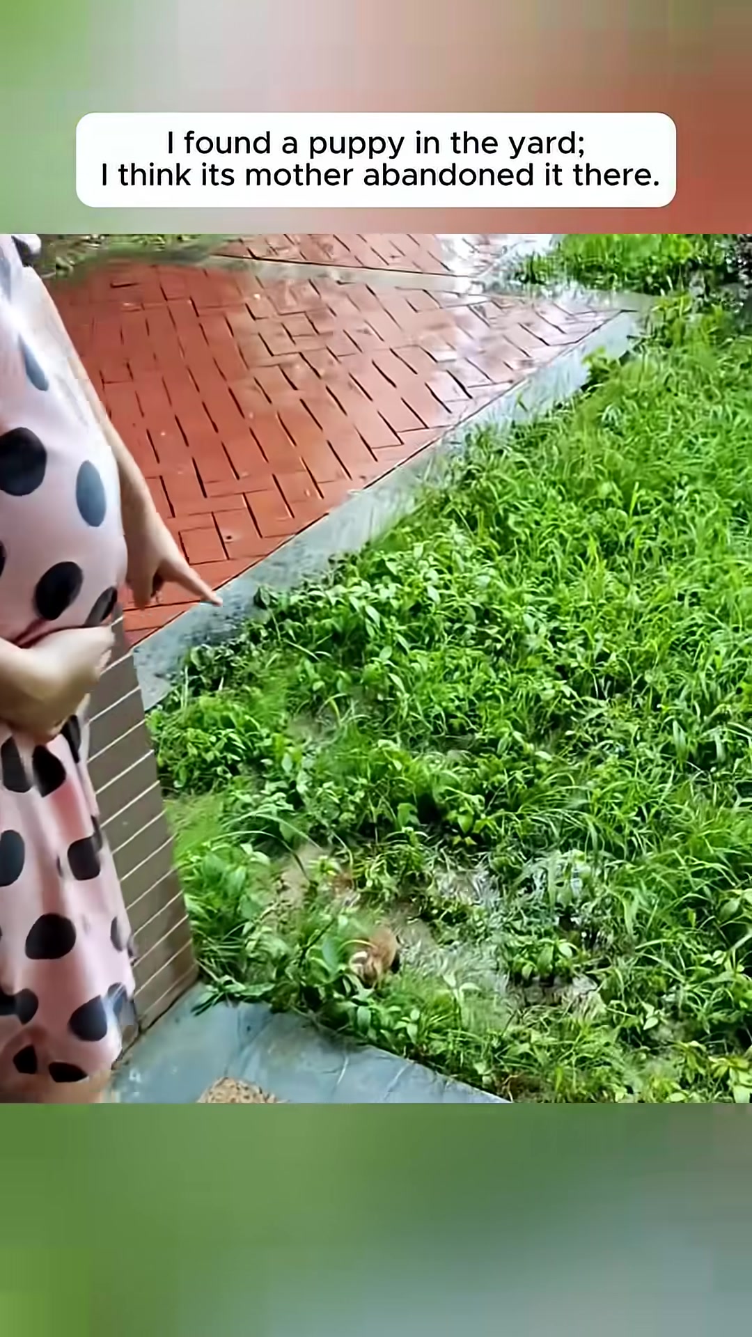 A small, wet puppy is seen huddled in the grass in a yard.
