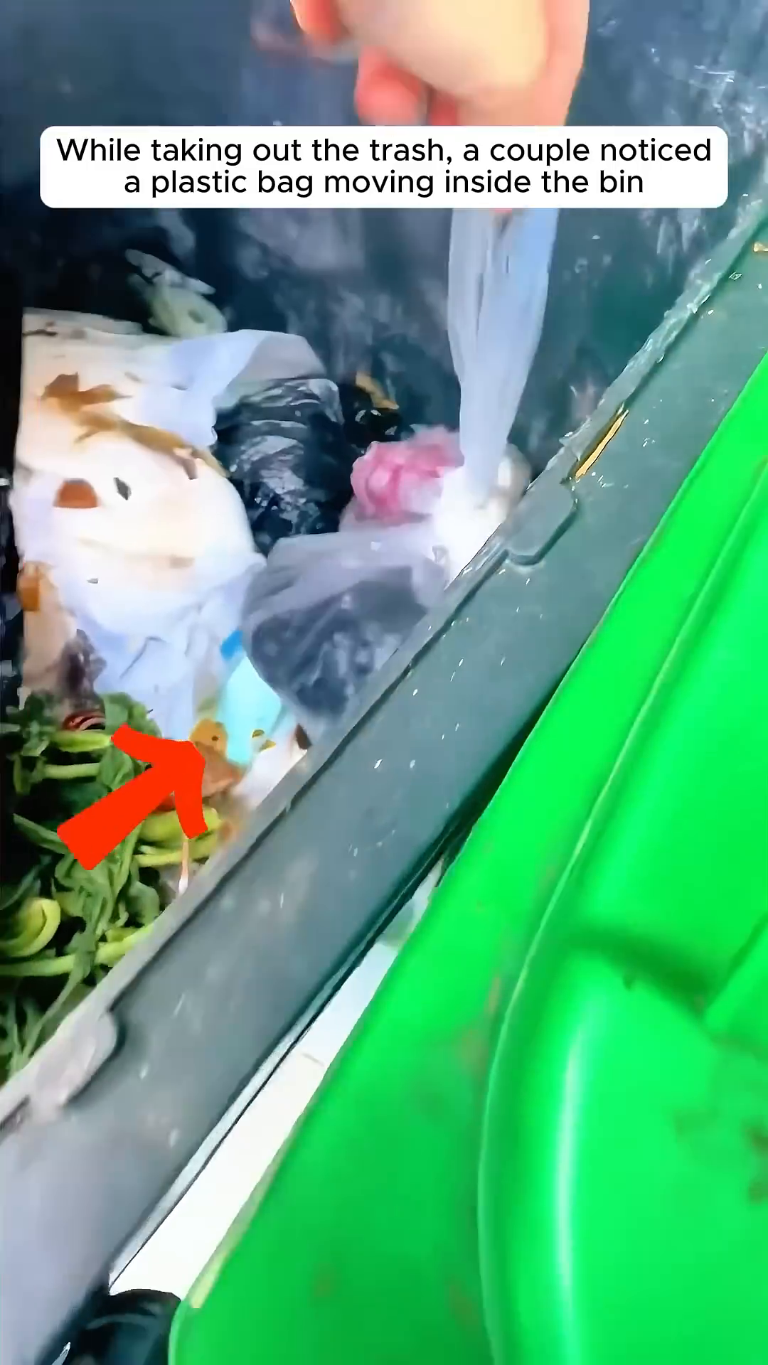 A plastic bag is seen moving inside a trash bin.