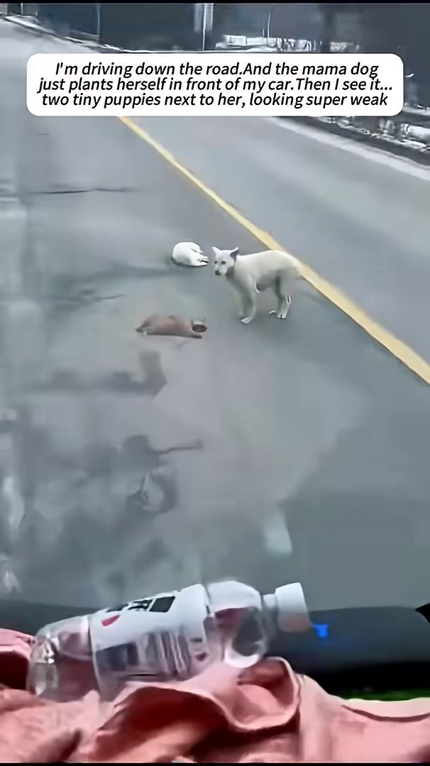A white mama dog stands over two weak puppies on the side of a road.