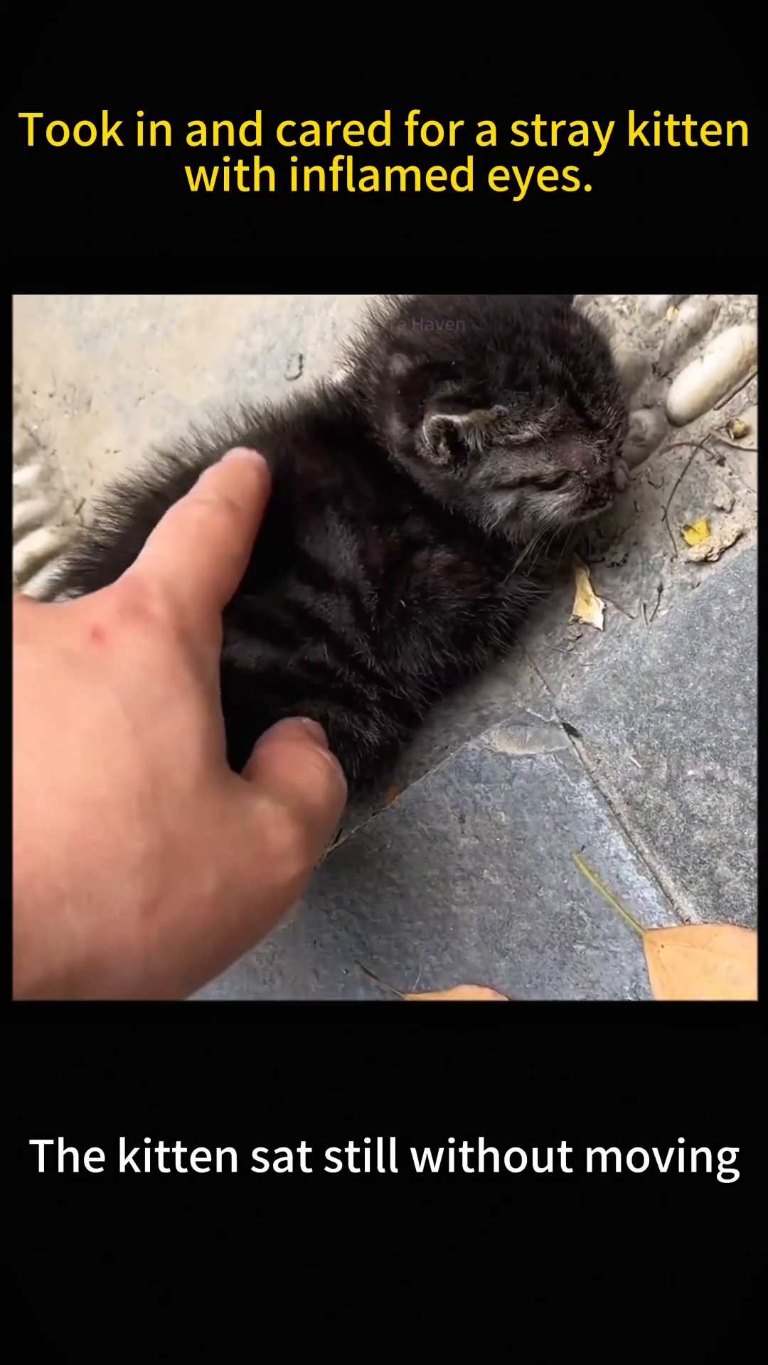 A small, dark-furred kitten is curled up on a stone pathway, its eyes closed and appearing swollen.
