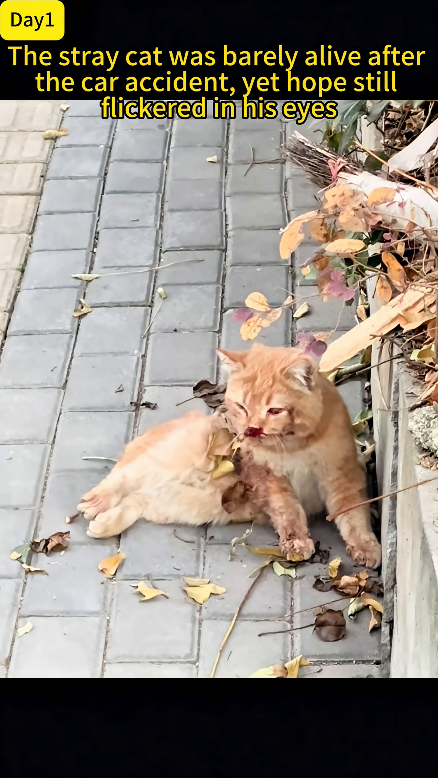 A ginger stray cat lies injured and bloody on a paved surface, looking weak.