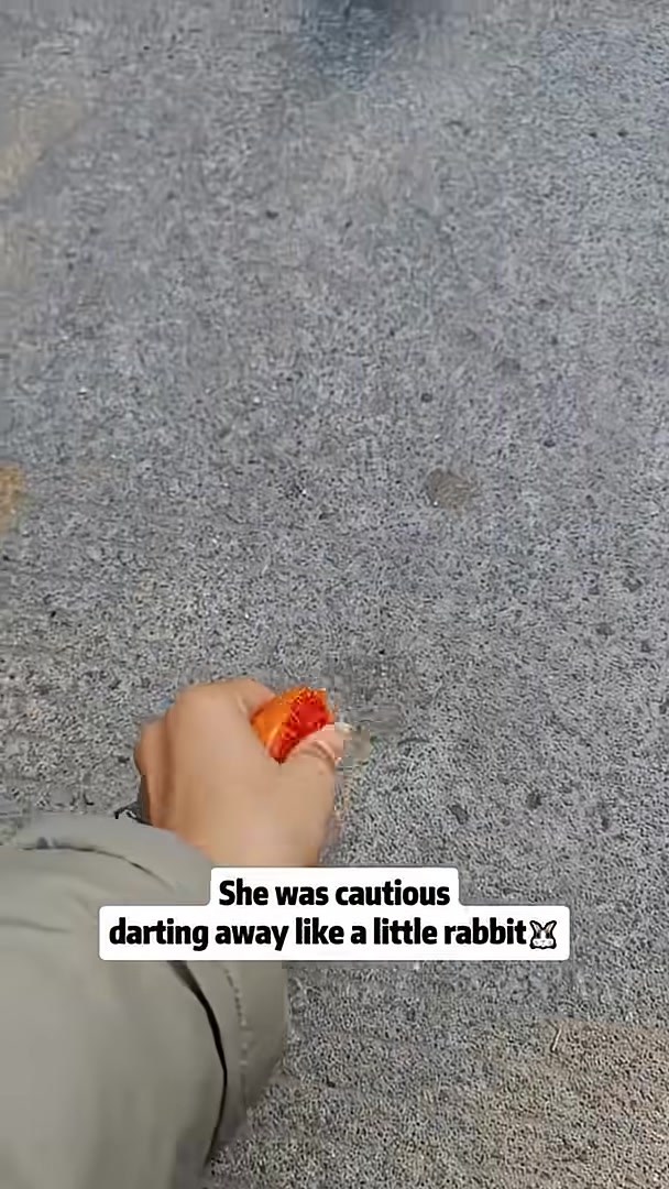 A small calico kitten cautiously approaches a curb, looking wary.