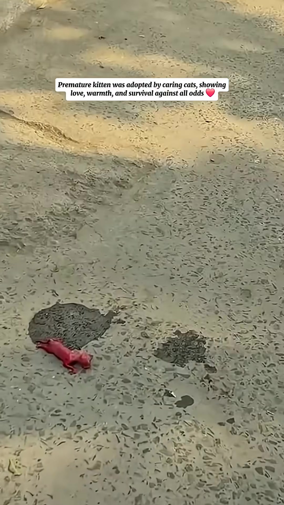 A tiny, pink, premature kitten lies on the wet ground, appearing vulnerable and alone.