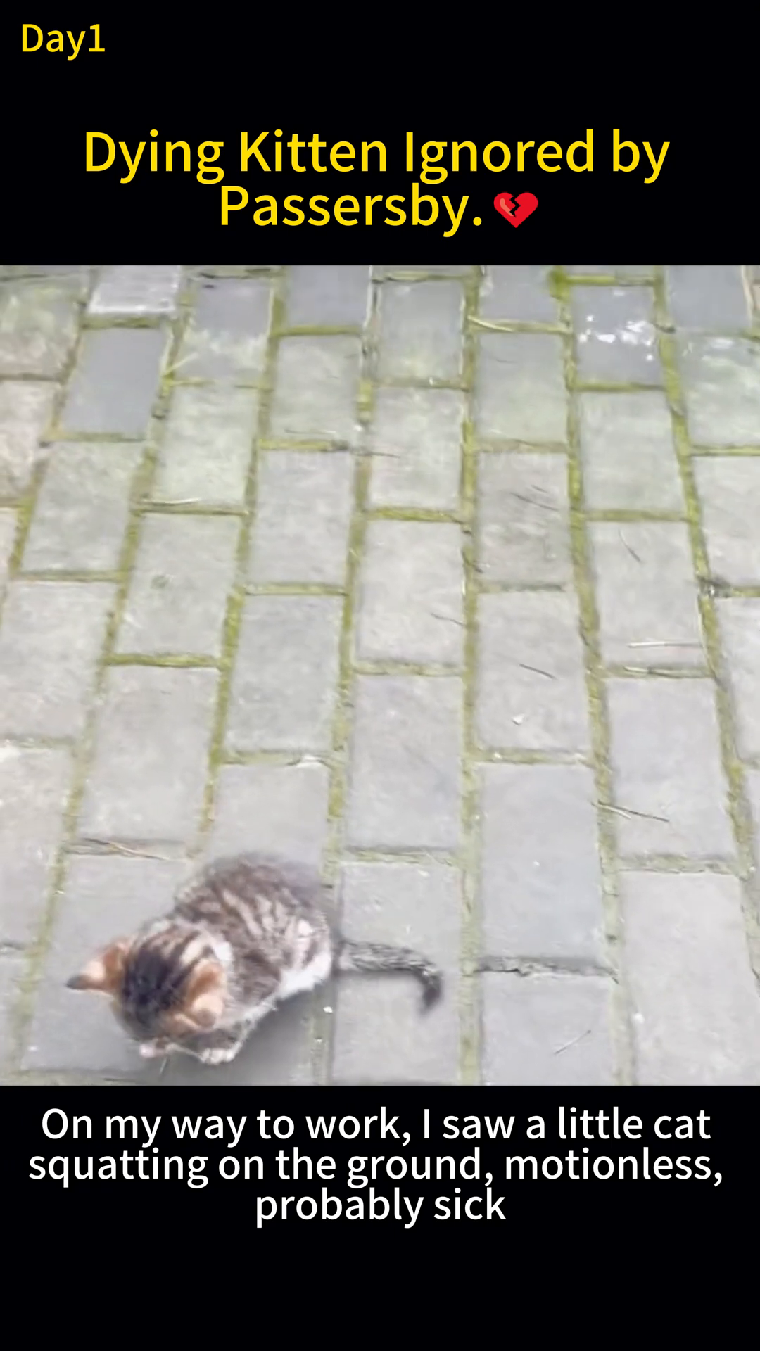 A tiny, frail kitten lies on the sidewalk, appearing sick and unresponsive.