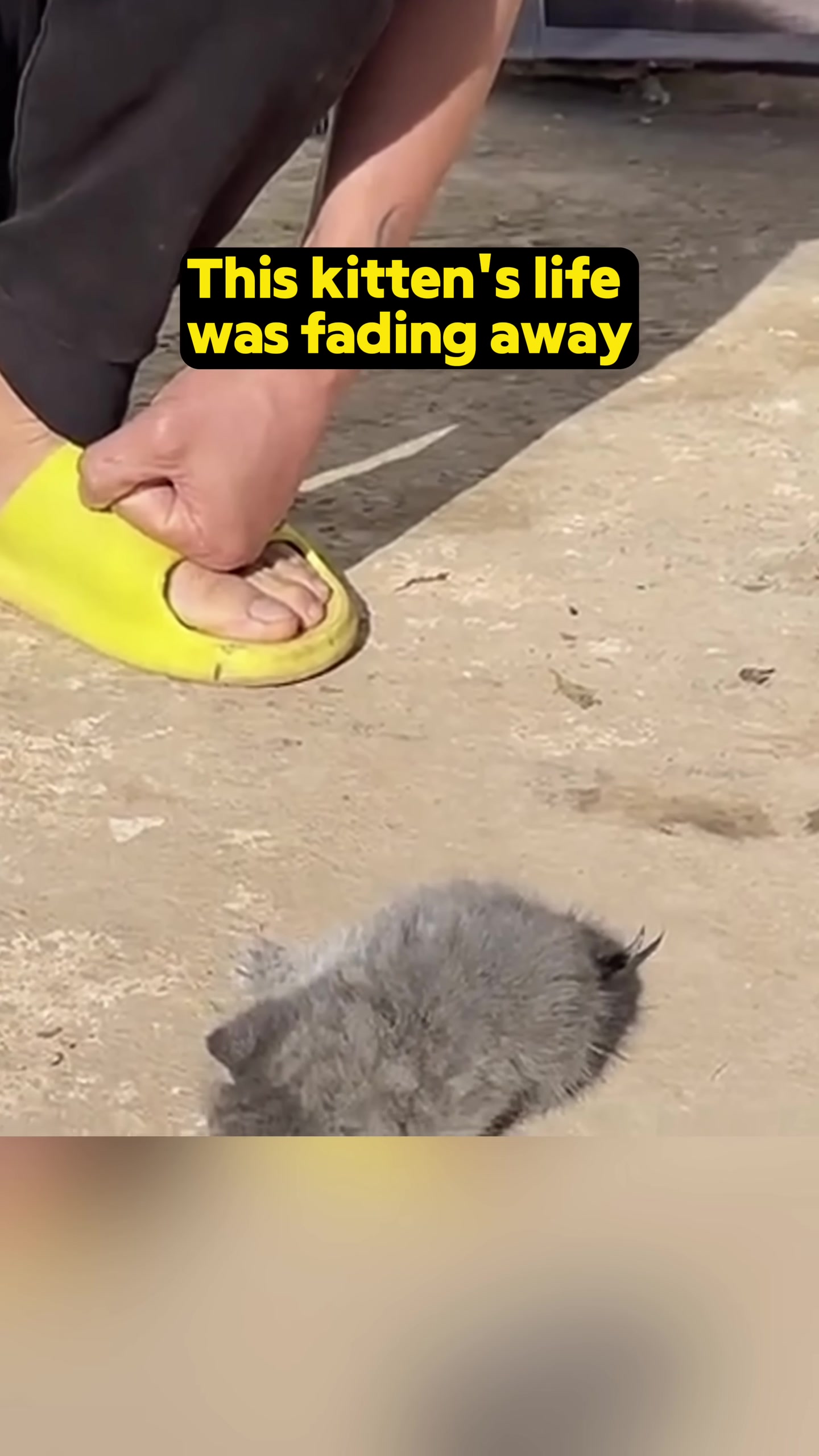 A tiny, fluffy grey kitten lying on the ground, appearing weak and listless.