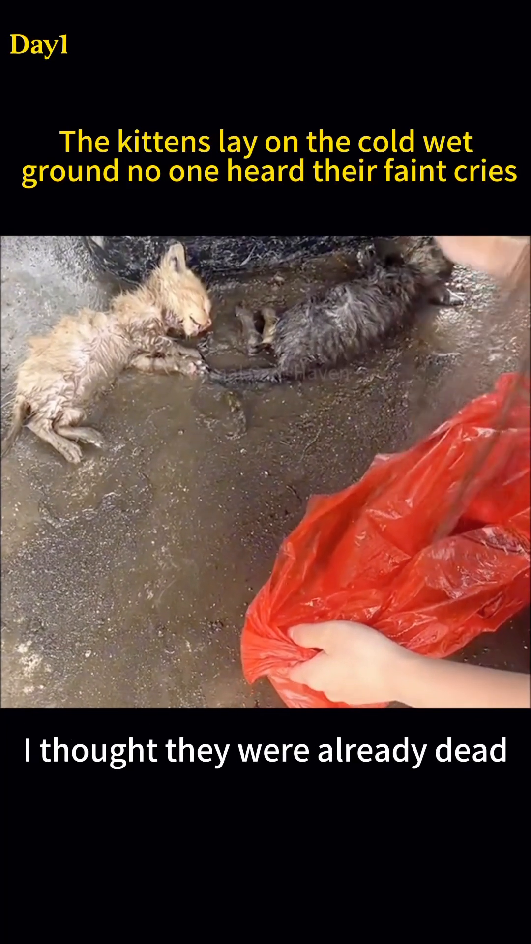 Two tiny, wet kittens lying on the cold, muddy ground.