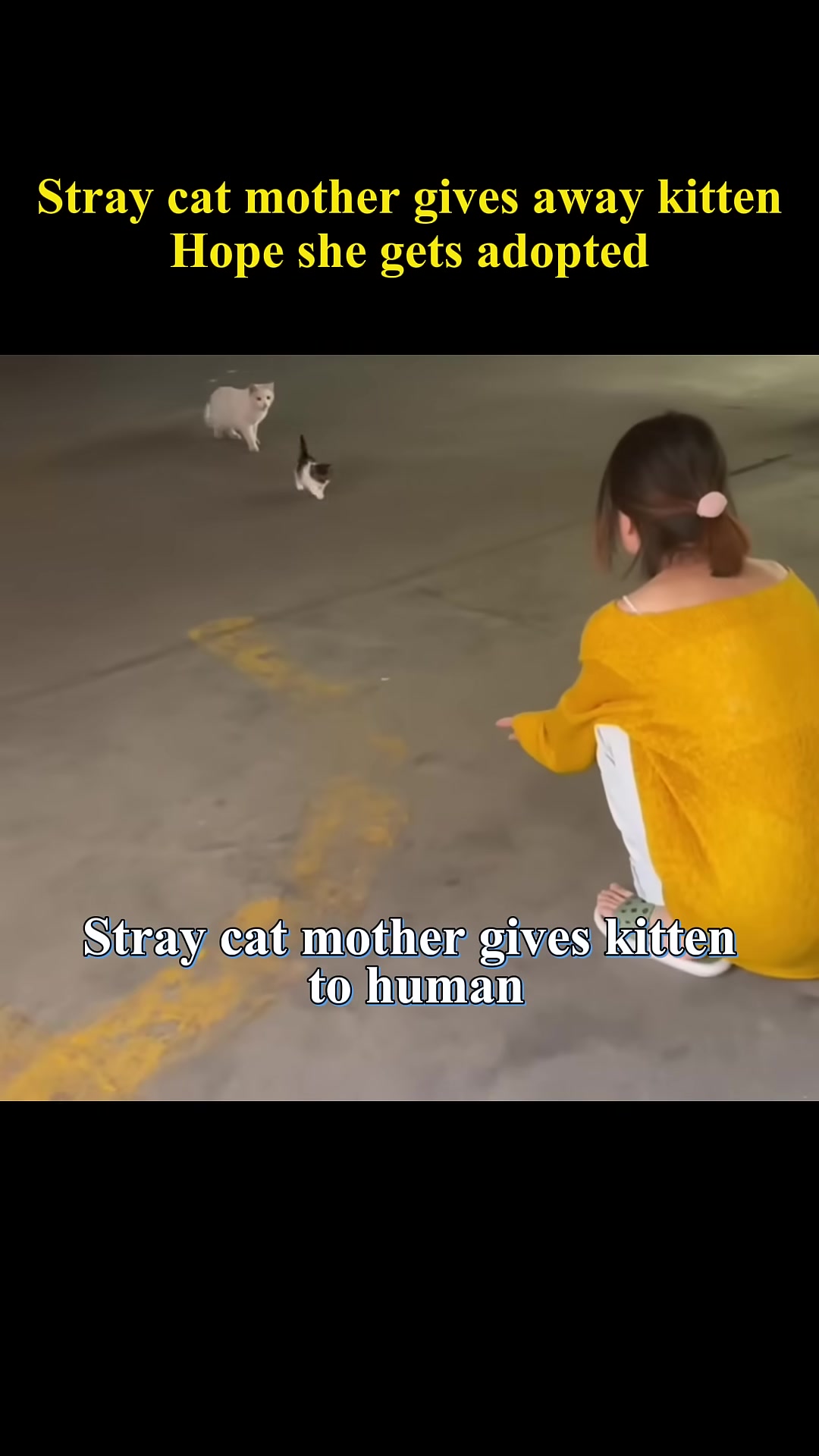 A stray cat mother nudges her kitten towards a crouching human.