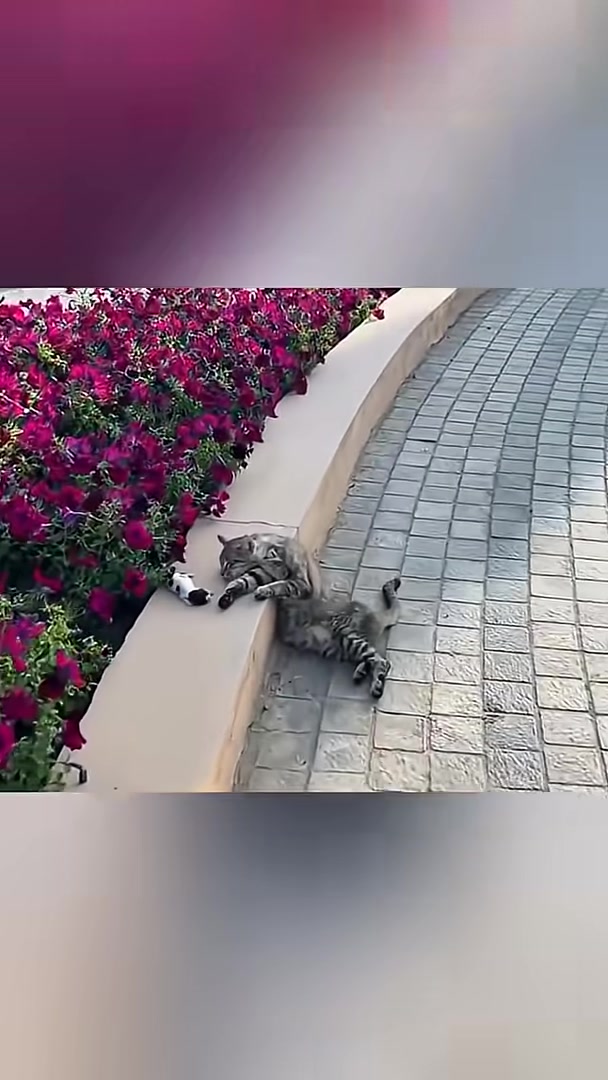 A distressed mother cat lies beside her tiny, vulnerable newborn kitten on a concrete ledge.