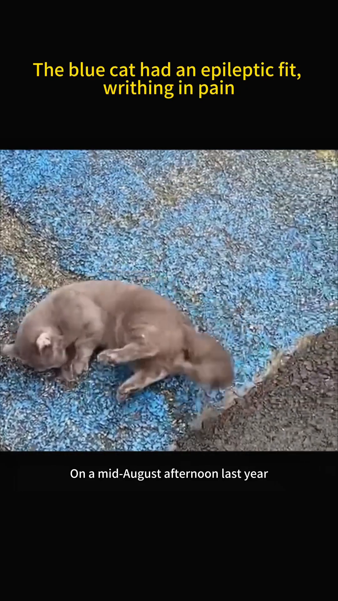 A grey cat is on the ground, contorted and seemingly in distress.