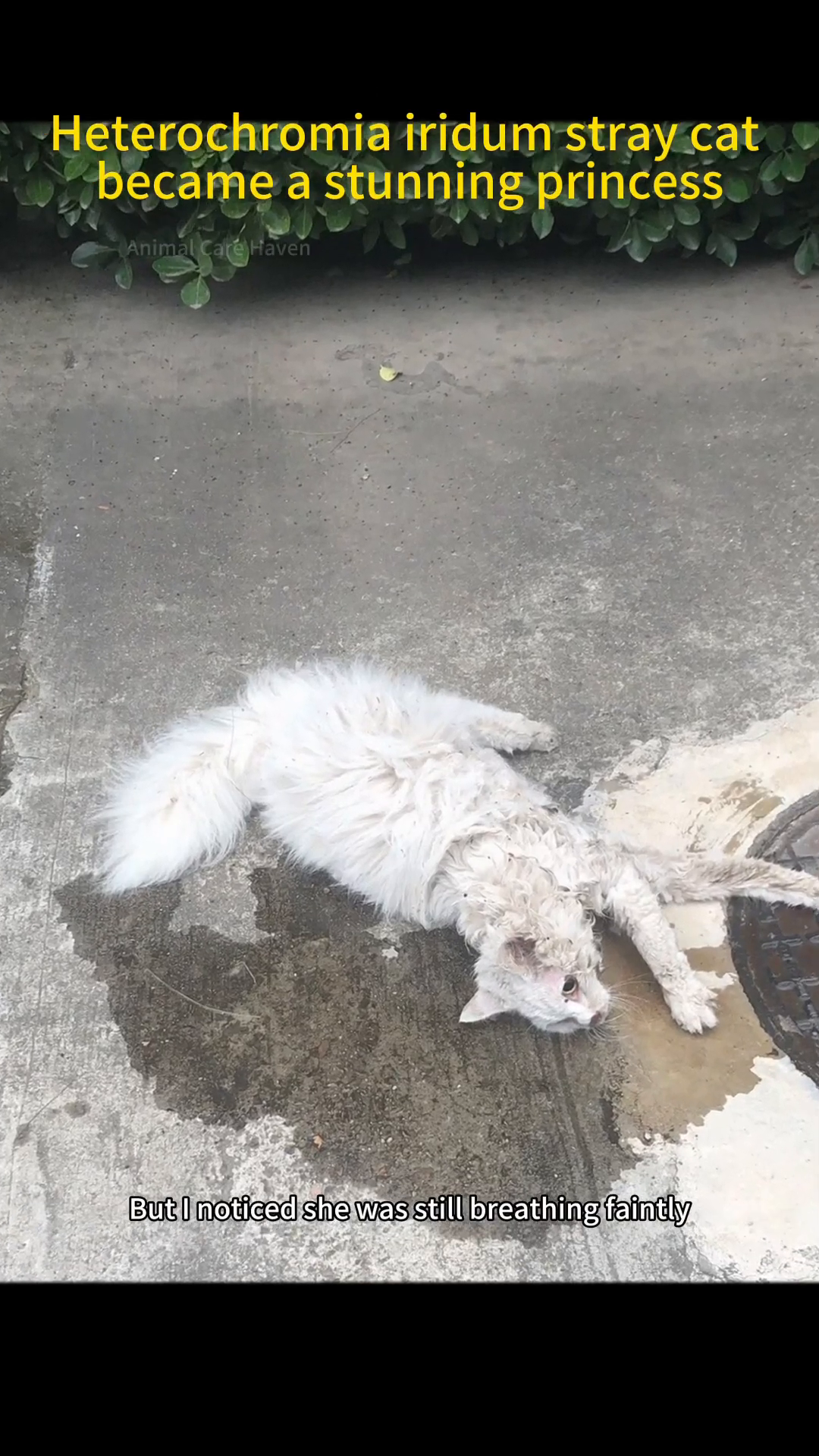 A thin, white stray cat lying on the wet pavement, appearing lifeless.