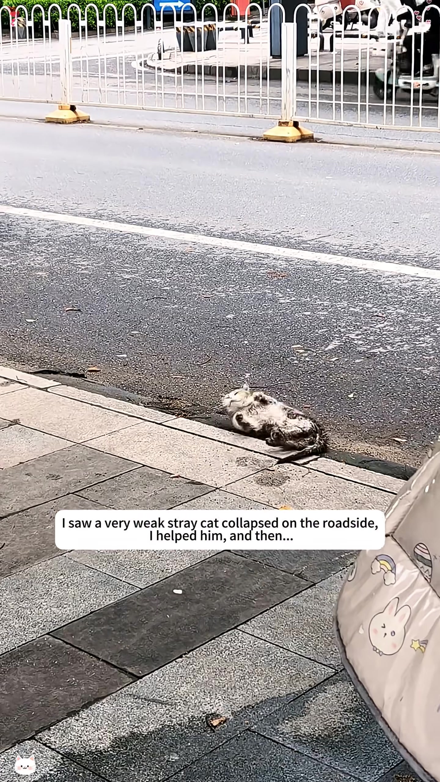 A weak, injured stray cat lying on the side of the road.