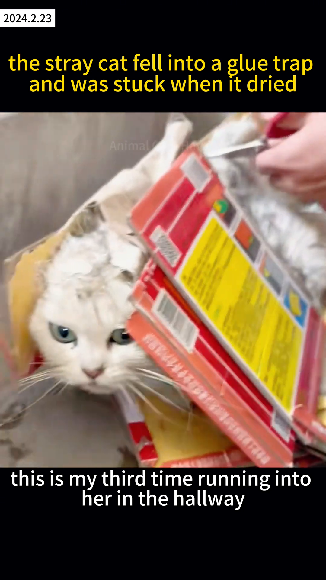 A white cat's face is visible, stuck in a cardboard box with red and yellow packaging, its eyes wide with distress.