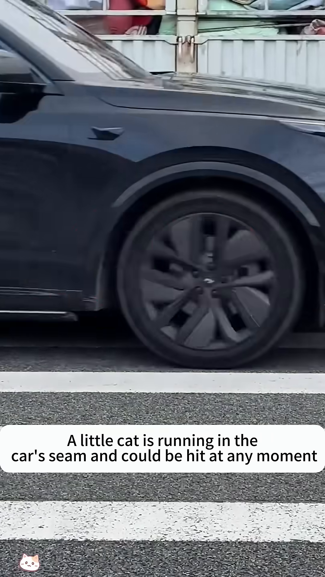 A small, grey and white kitten is seen huddled on a crosswalk, with a truck's wheel close by.