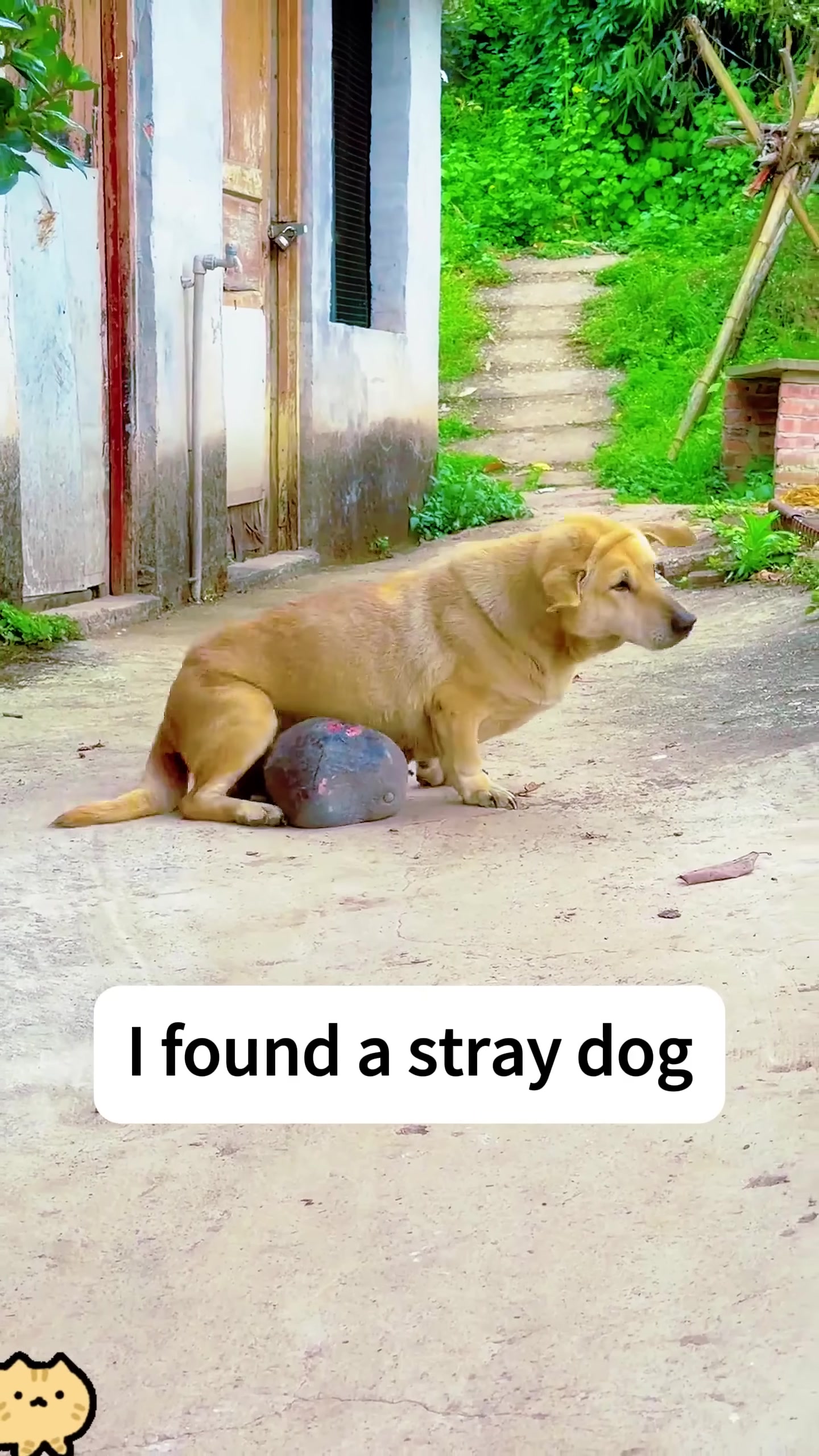 A tan-colored stray dog sits on a dirt path, scratching its side, with a large, dark tumor visible beneath its belly.