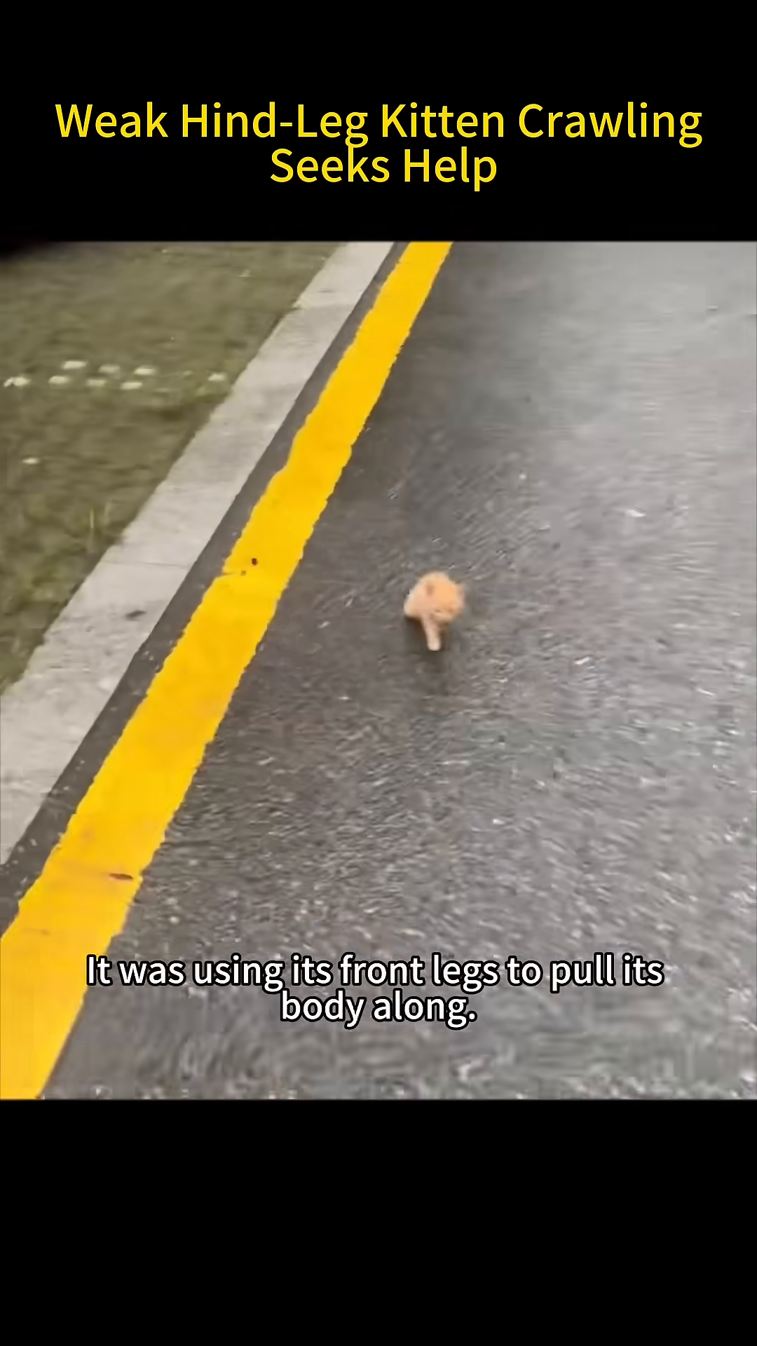 A tiny ginger kitten is seen crawling on the wet asphalt, dragging its hind legs.