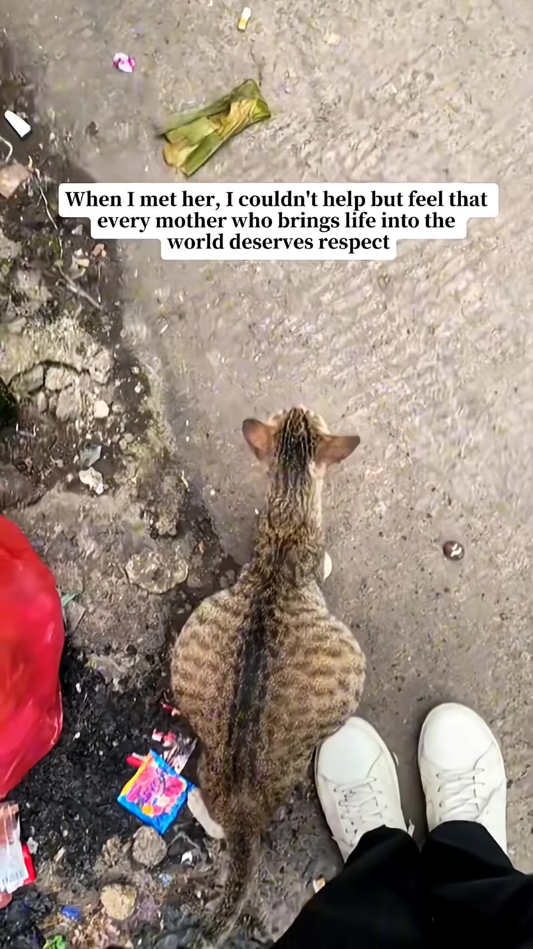 A pregnant tabby cat sits on a rough surface, looking up.
