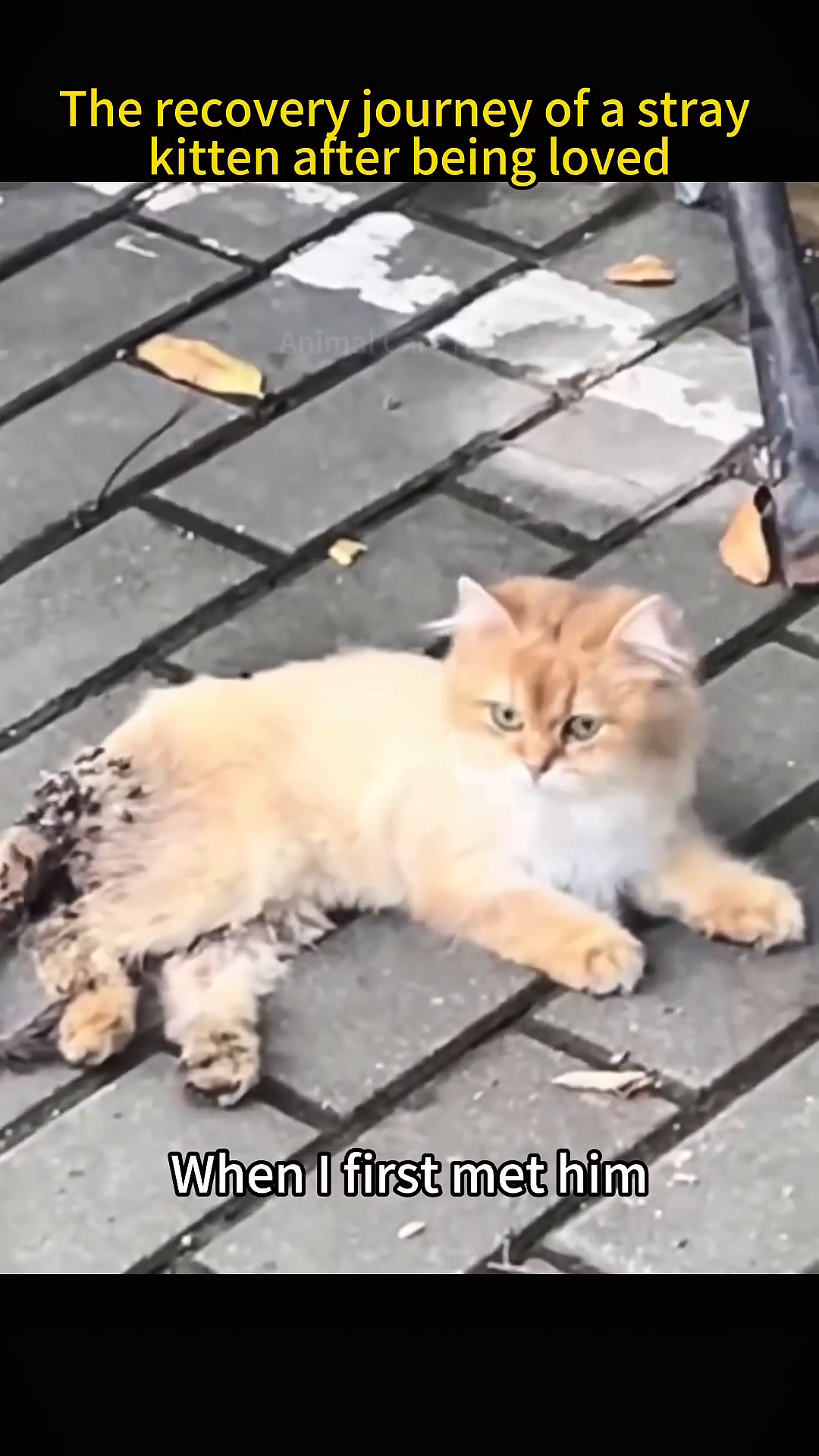 A frail, golden kitten lies on the ground, its tail appearing matted and damaged, with visible signs of distress.