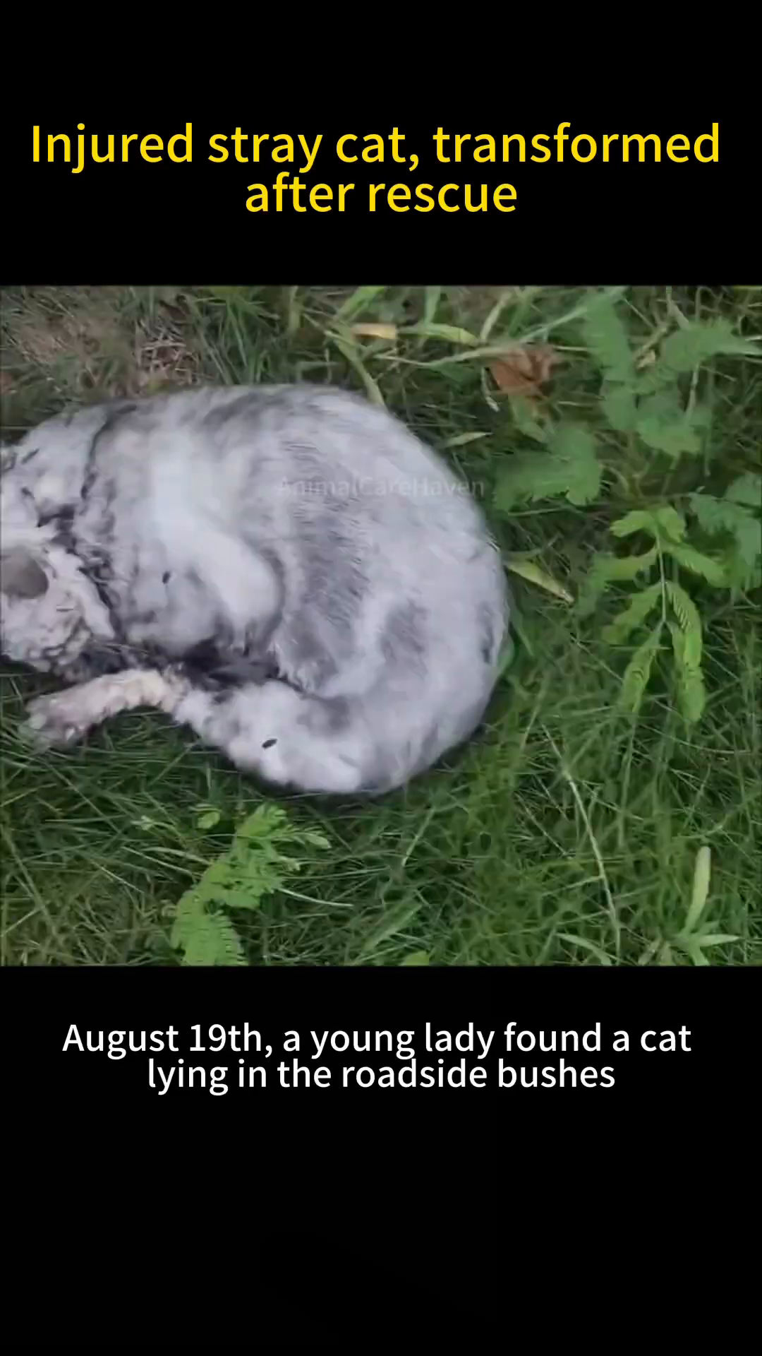 A grey and white cat is curled up in the grass, covered in flies.